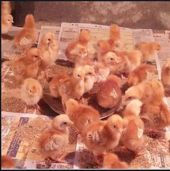 Chicks for sale 0