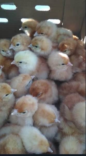 Chicks for sale 1