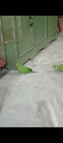 tame baby parrot