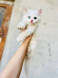 odd eye persian cat