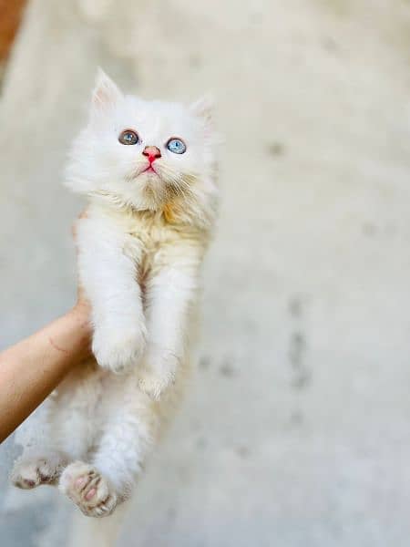 odd eye persian cat 1