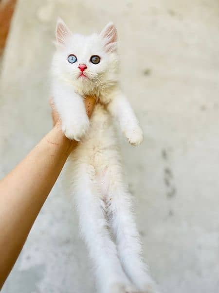 odd eye persian cat 2