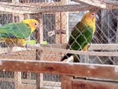 Sun Conure 5 pathay available