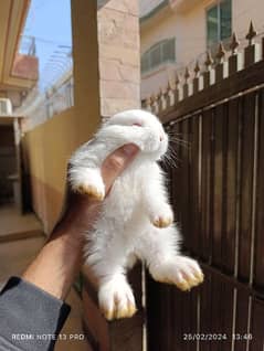 Giant angora babies available for sale