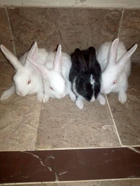 rabbits bunnies 0