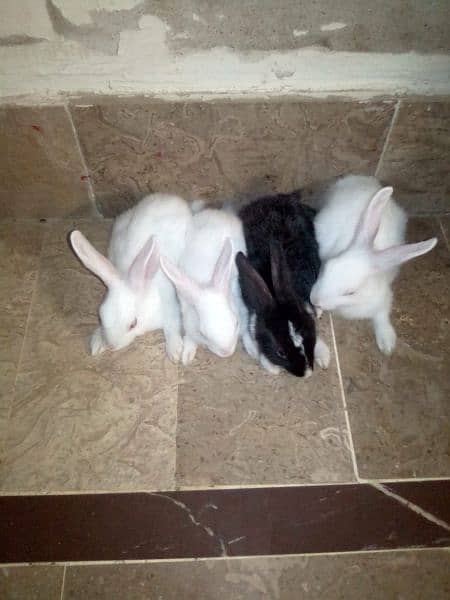 rabbits bunnies 2