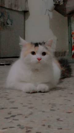 Persian Cross Cat 0