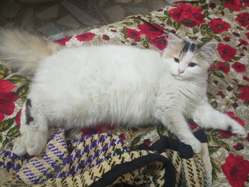 Persian Cross Cat 5