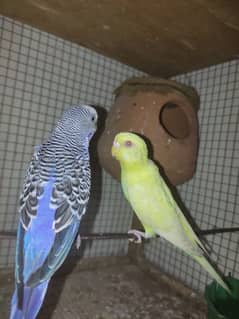 Astaialin parrots pair For Sale