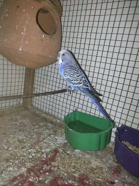 Astaialin parrots pair For Sale 1