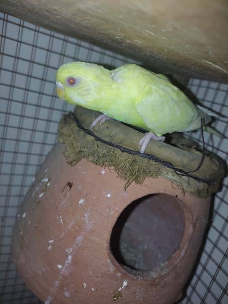 Astaialin parrots pair For Sale 2