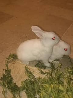 pair Red Eye rabbits