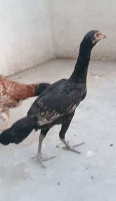 7 aseel hens and 2 roasters for sale or exchange.