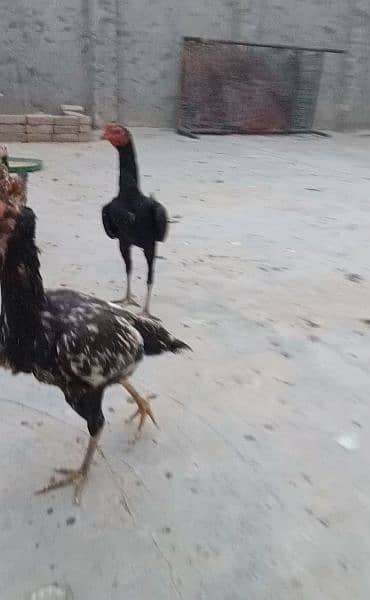 7 aseel hens and 2 roasters for sale or exchange. 1