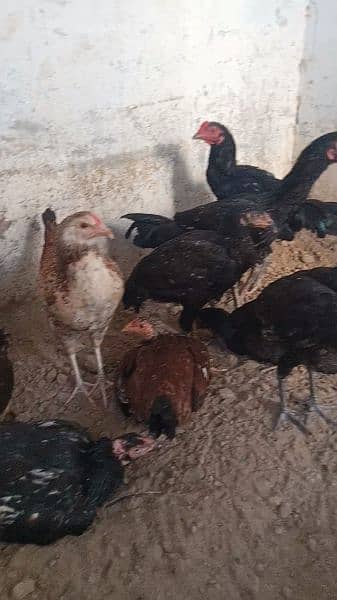 7 aseel hens and 2 roasters for sale or exchange. 2