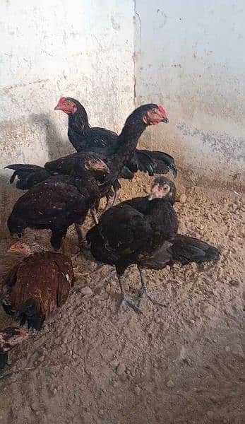7 aseel hens and 2 roasters for sale or exchange. 3