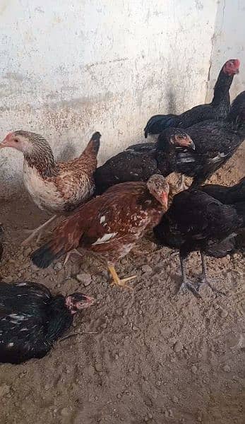 7 aseel hens and 2 roasters for sale or exchange. 4
