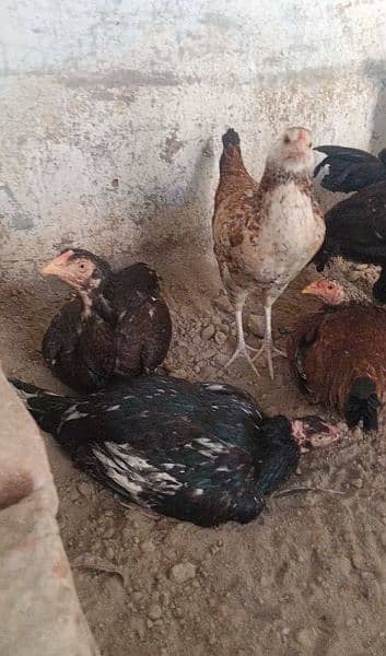 7 aseel hens and 2 roasters for sale or exchange. 5