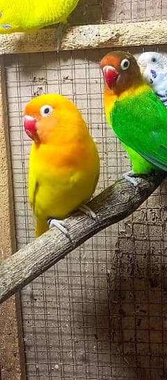 love bird pair