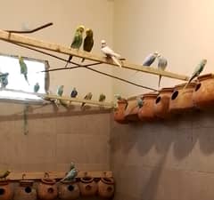 18 healthy adult budgerigars breeder pairs for sale