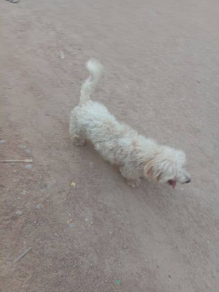 for sale dog 03022403387 2