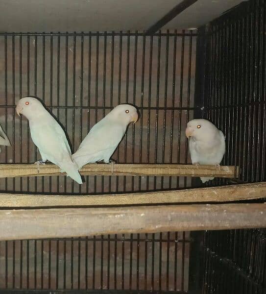 albino red eye albino split /ino garanted dna male female love birds 1