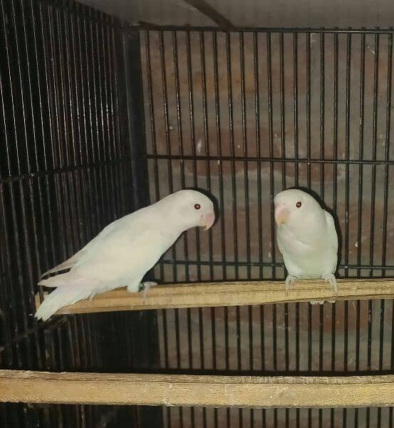 albino red eye albino split /ino garanted dna male female love birds 3