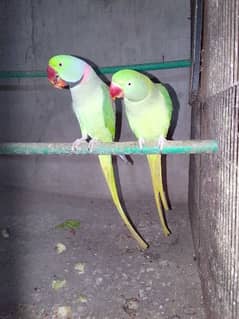 Raw parrot breeder pair eggs deya ha 1 to 2 time