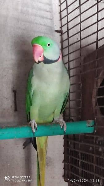 Raw parrot breeder pair eggs beya ha 1 to 2 time 2