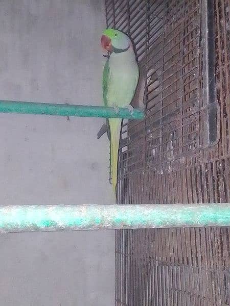 Raw parrot breeder pair eggs beya ha 1 to 2 time 5