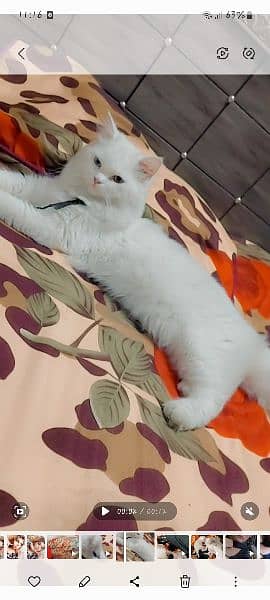 White Persian Cat 0