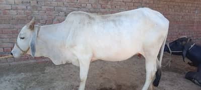 Cow for Qurbani 2024