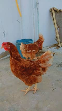 lohmann brown hens for sell