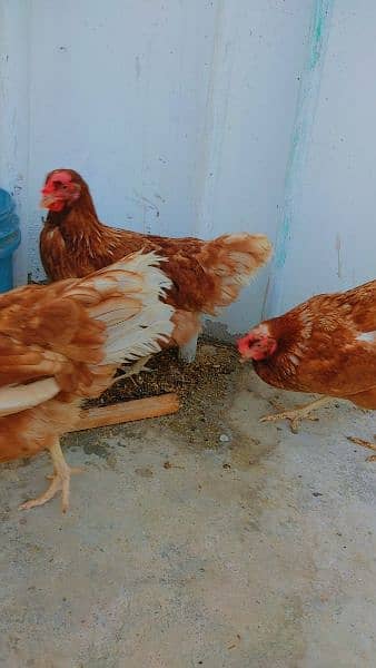 lohmann brown hens for sell 2
