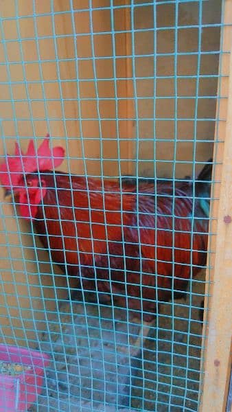 lohmann brown hens for sell 5