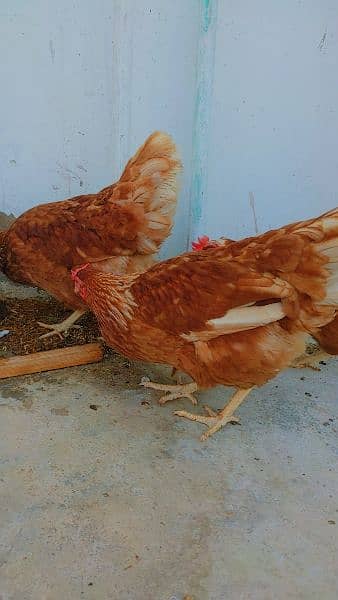 lohmann brown hens for sell 6