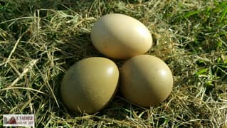 pheasent eggs
