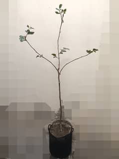 Persimmon, Japani Phal plant f