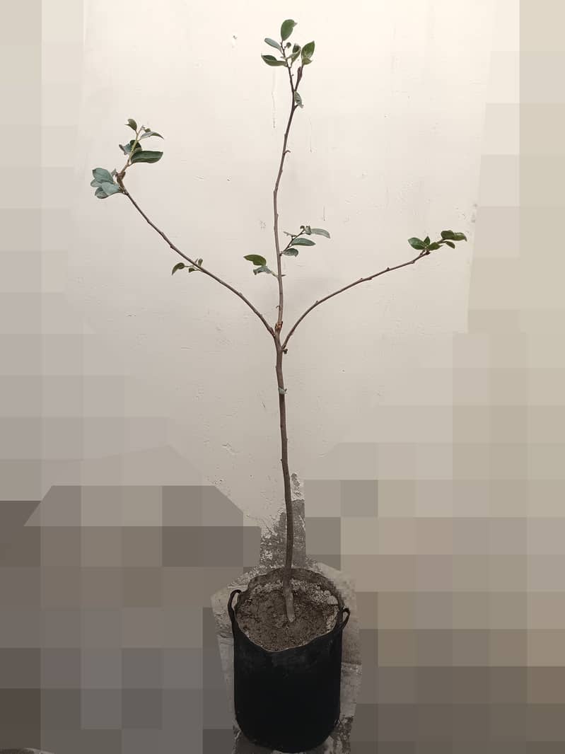 Persimmon, Japani Phal plant f 0