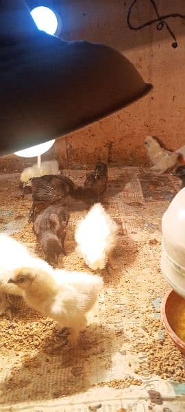Ayam cemani Males & chicks available 4