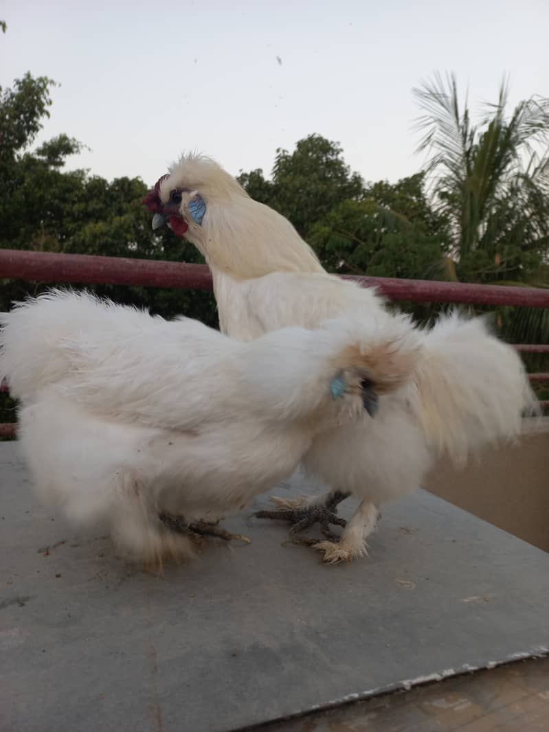 Silkie Fancy Hens(chicks also available) 0