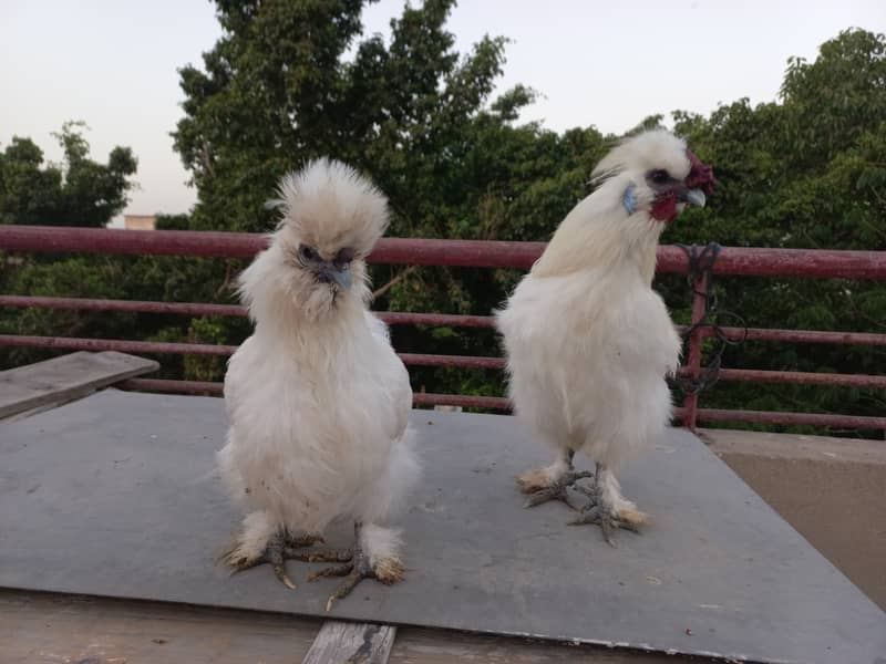 Silkie Fancy Hens(chicks also available) 1