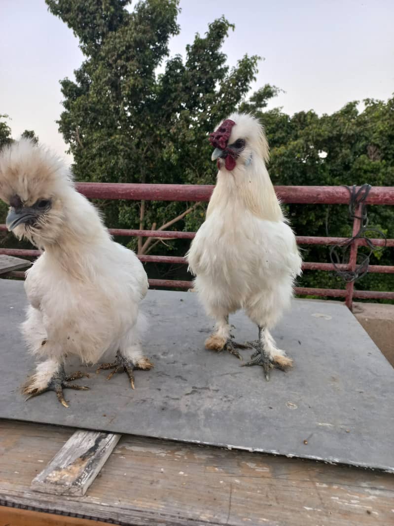 Silkie Fancy Hens(chicks also available) 2