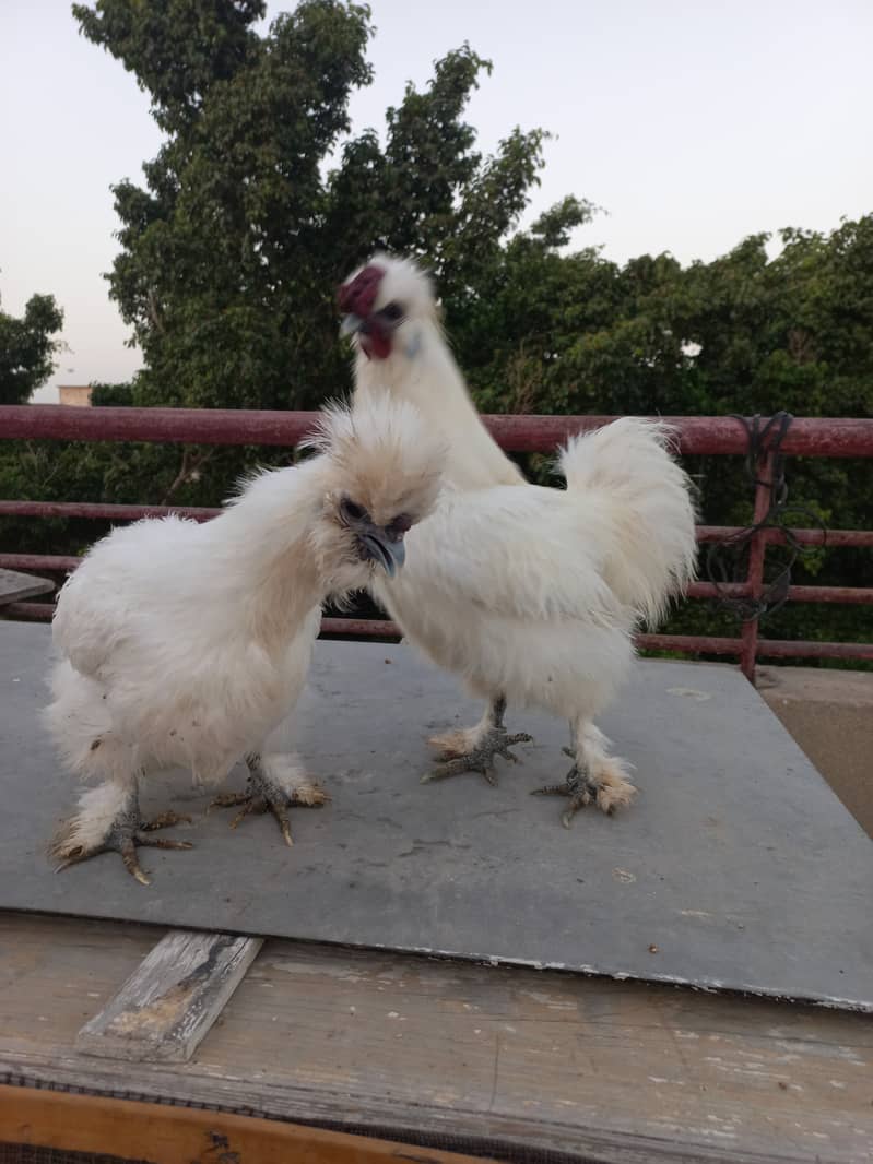 Silkie Fancy Hens(chicks also available) 3