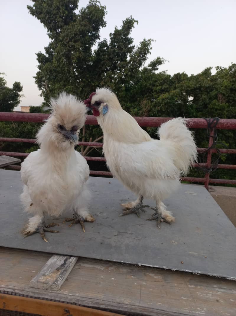 Silkie Fancy Hens(chicks also available) 4
