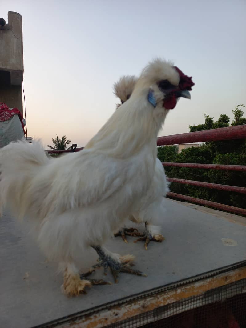 Silkie Fancy Hens(chicks also available) 5