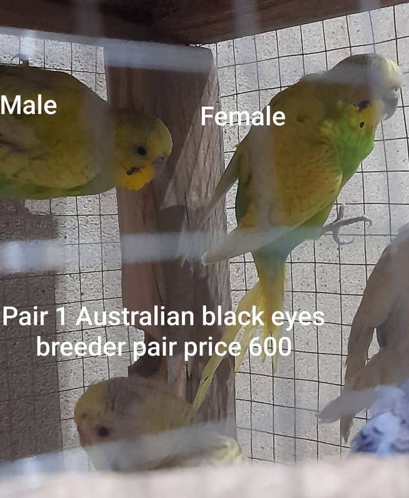 Urgent Australian breeder pair for sale. 3
