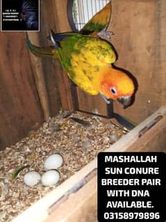 LORIKEET CHICKS , BREEDER PAIR OF RAW AND SUN CONURE AVAILABLE .