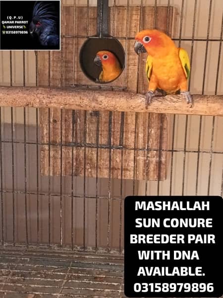 LORIKEET CHICKS , BREEDER PAIR OF RAW AND SUN CONURE AVAILABLE . 1