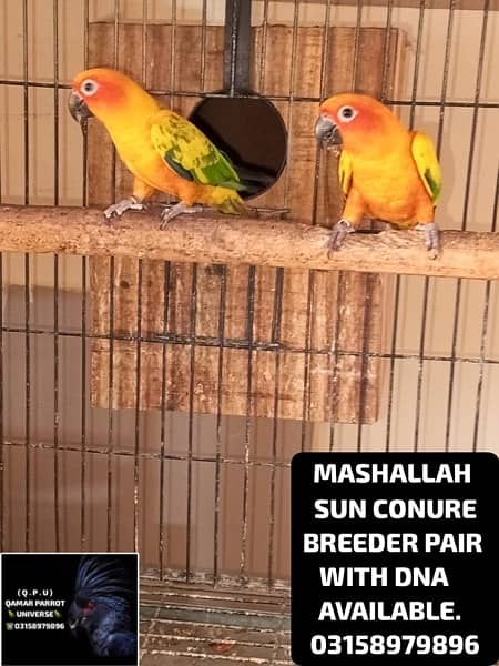 LORIKEET CHICKS , BREEDER PAIR OF RAW AND SUN CONURE AVAILABLE . 3
